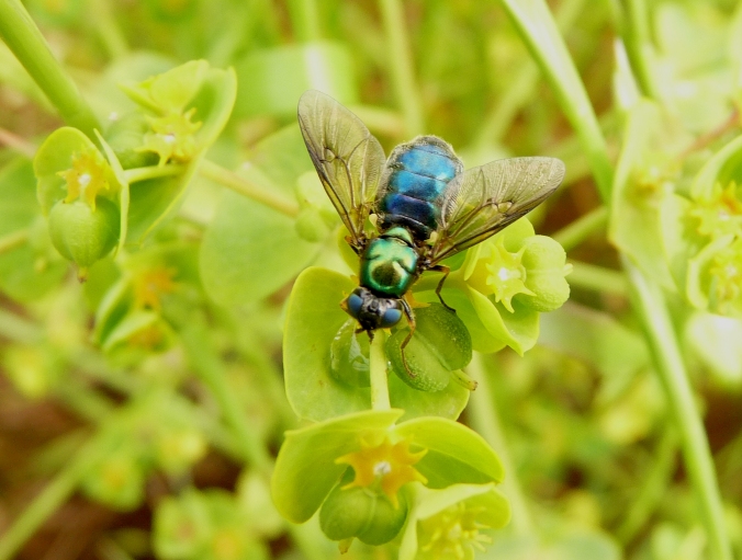Dittero verde e blu